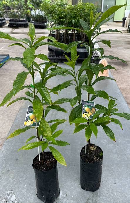 Abiu Fruit Plants