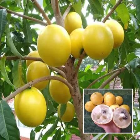 Abiu Fruit Plants