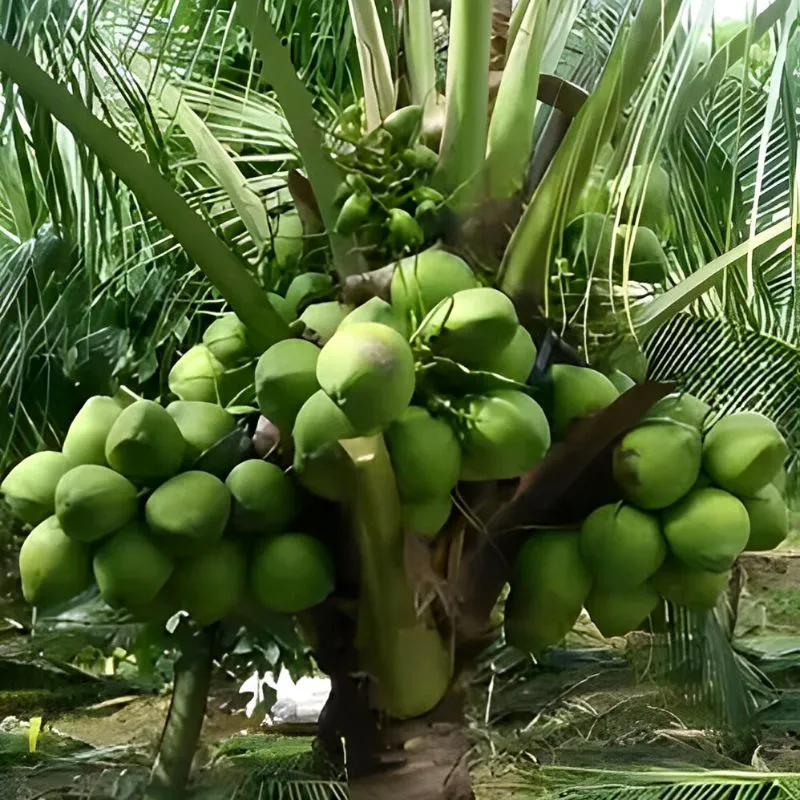 coconut