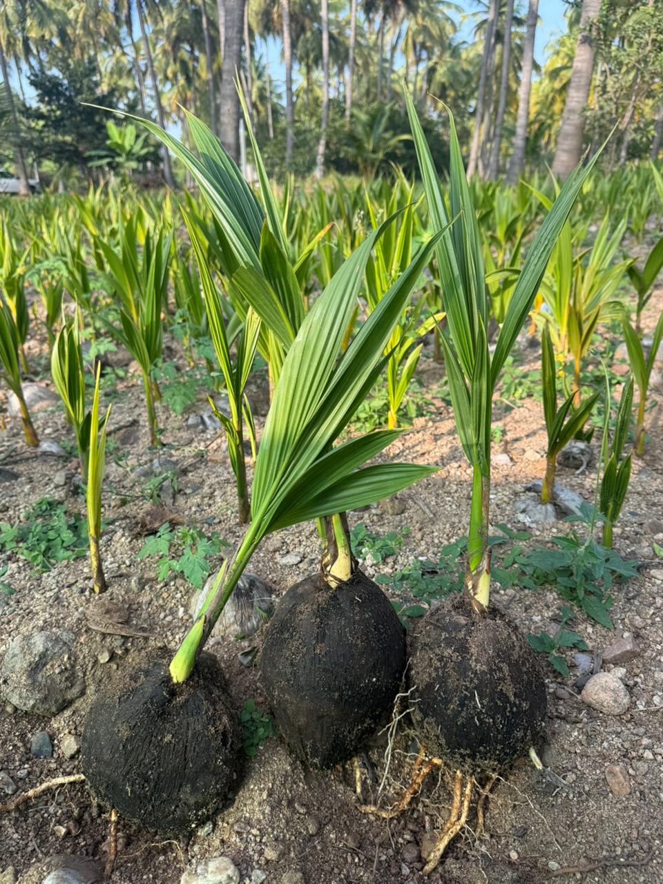 coconut