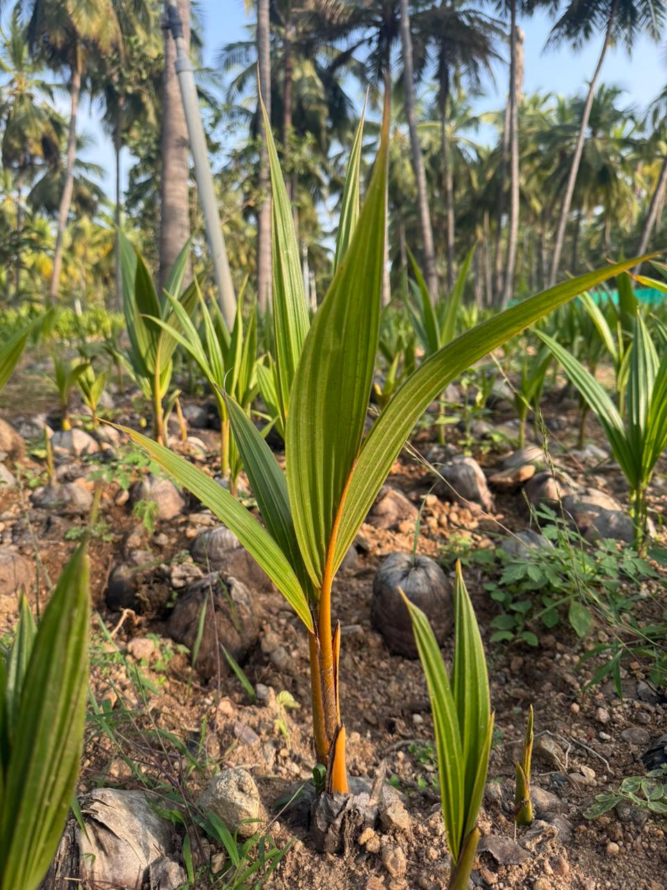 MALAYSIAN ORANGE