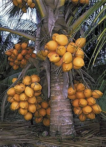 MALAYSIAN ORANGE