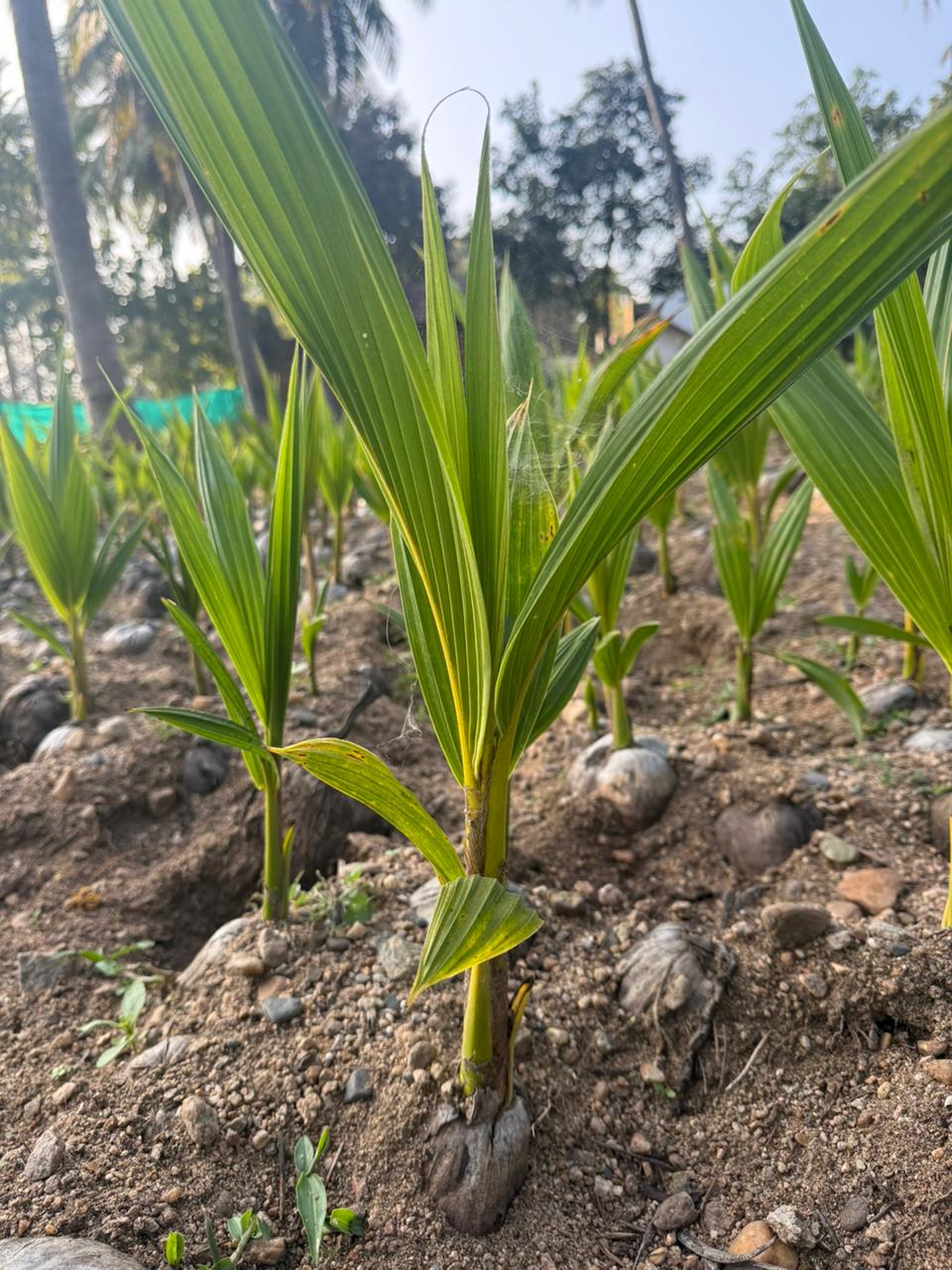 MALAYSIAN YELLOW