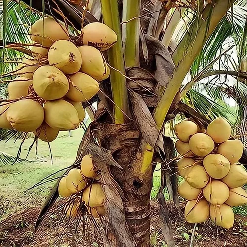 MALAYSIAN YELLOW