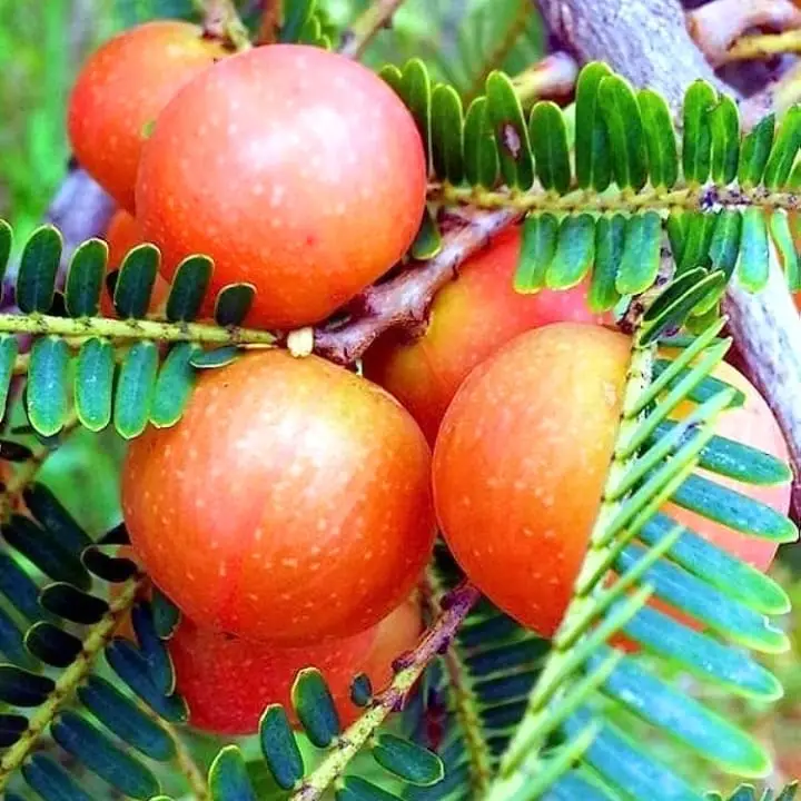 Red Amla