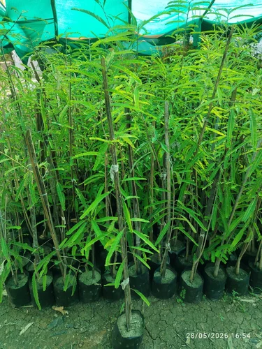 NA-7 Plant