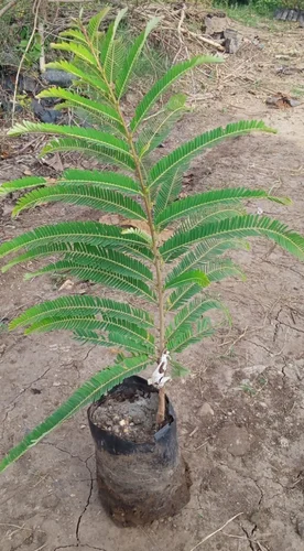 NA-10 Amla Plants