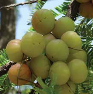 NA-10 Amla Plants