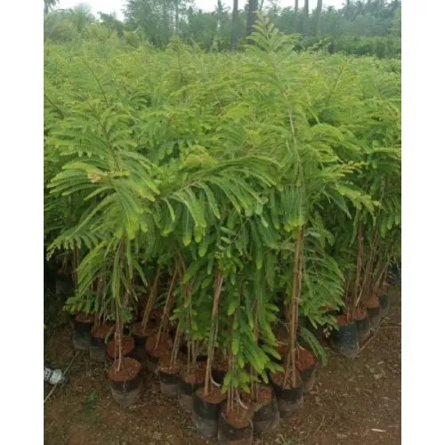 Banaras plants