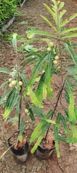 Kanchan amla  Plants