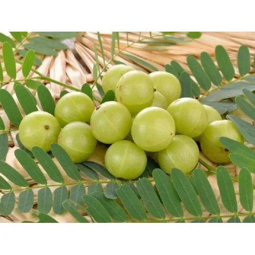 Kanchan amla  Plants
