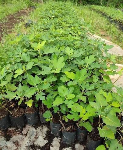 Brown Turkey Plants