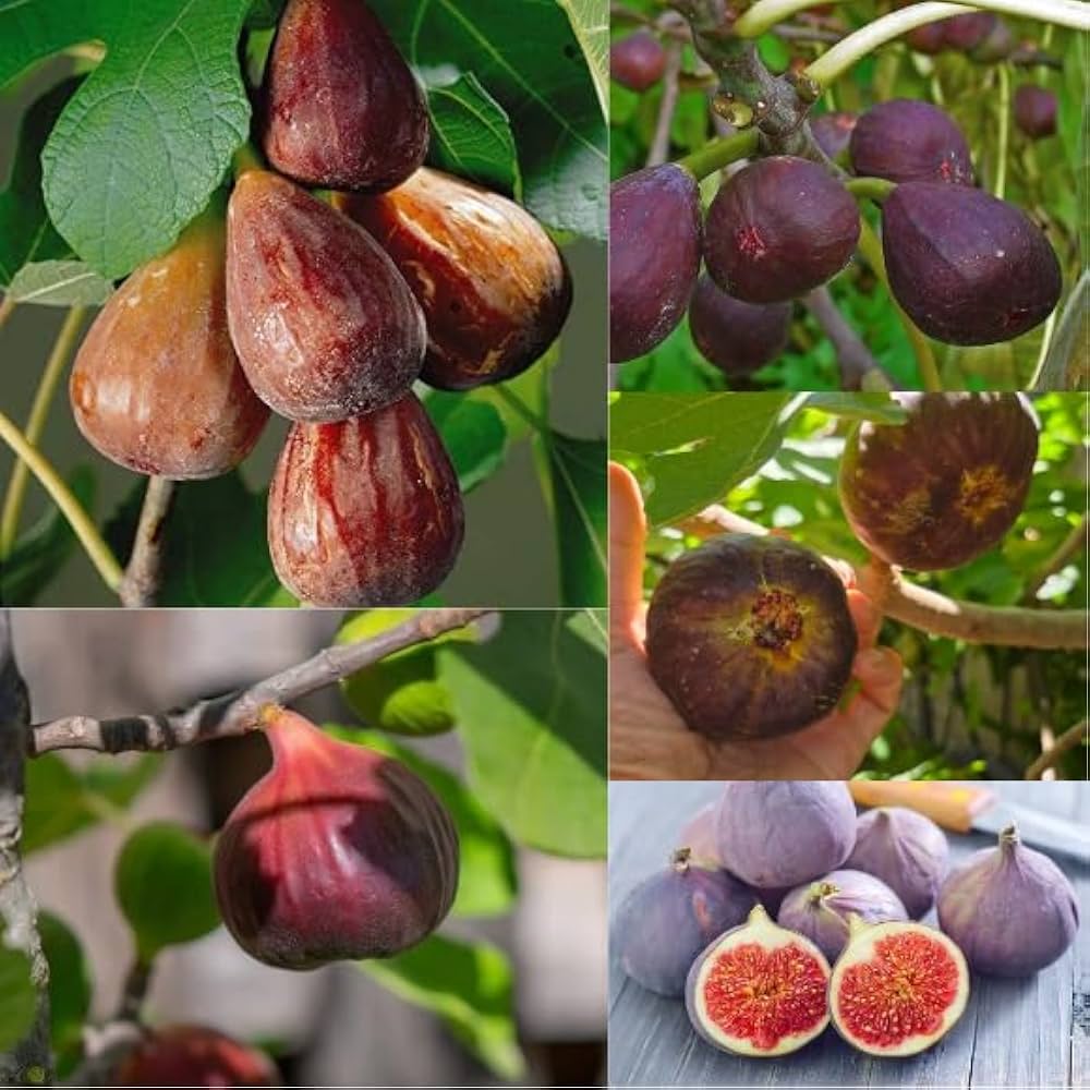 Brown Turkey Plants