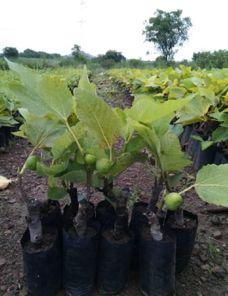 Ballari Red Plants
