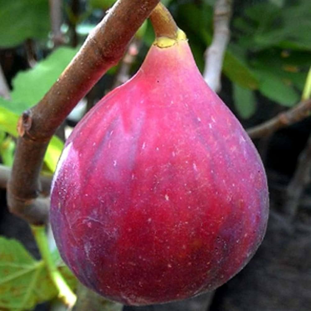 Ballari Red Plants
