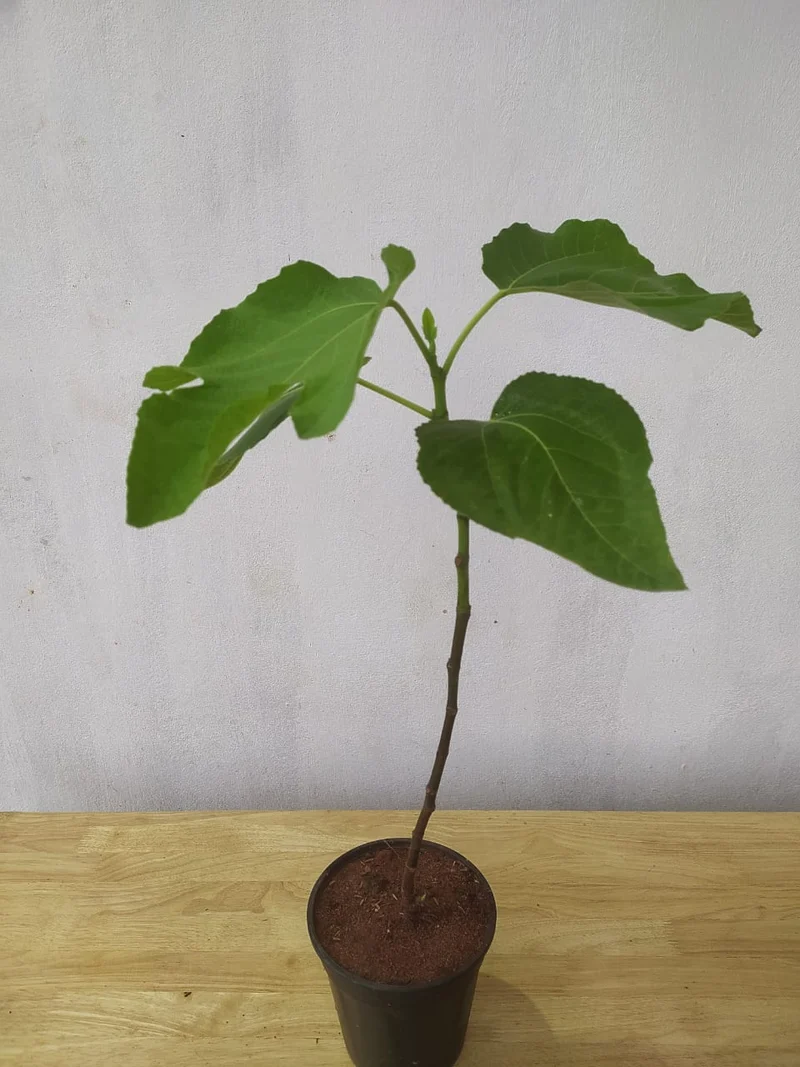 Puna