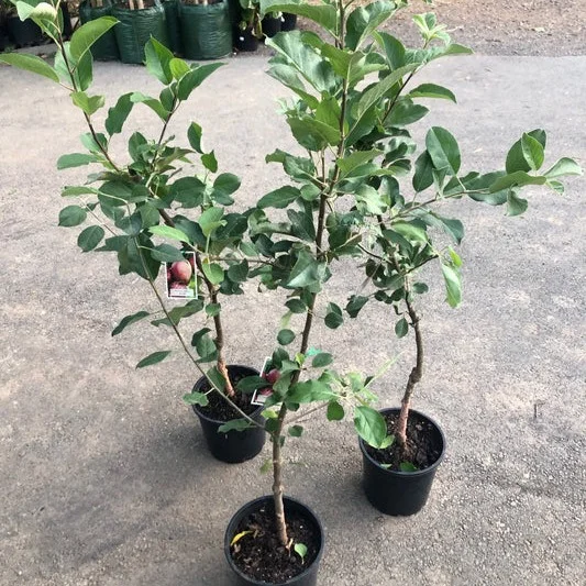 HRMN 99 plants