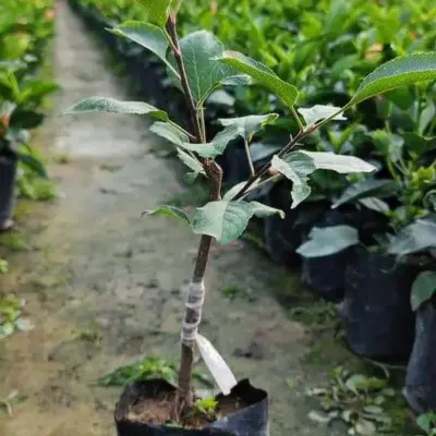 Anna Plants
