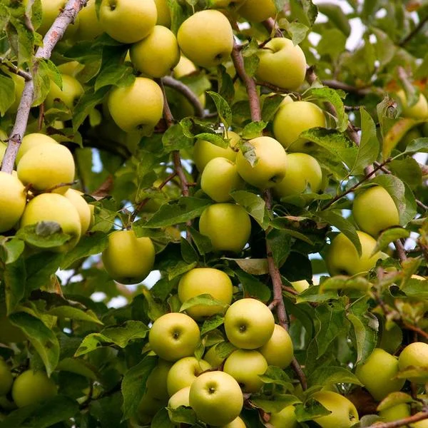 Dorset plants