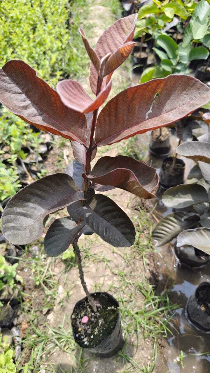 Black Guava plant