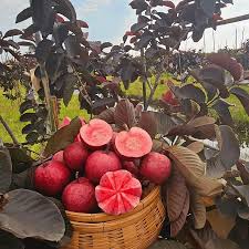 Black Guava plant