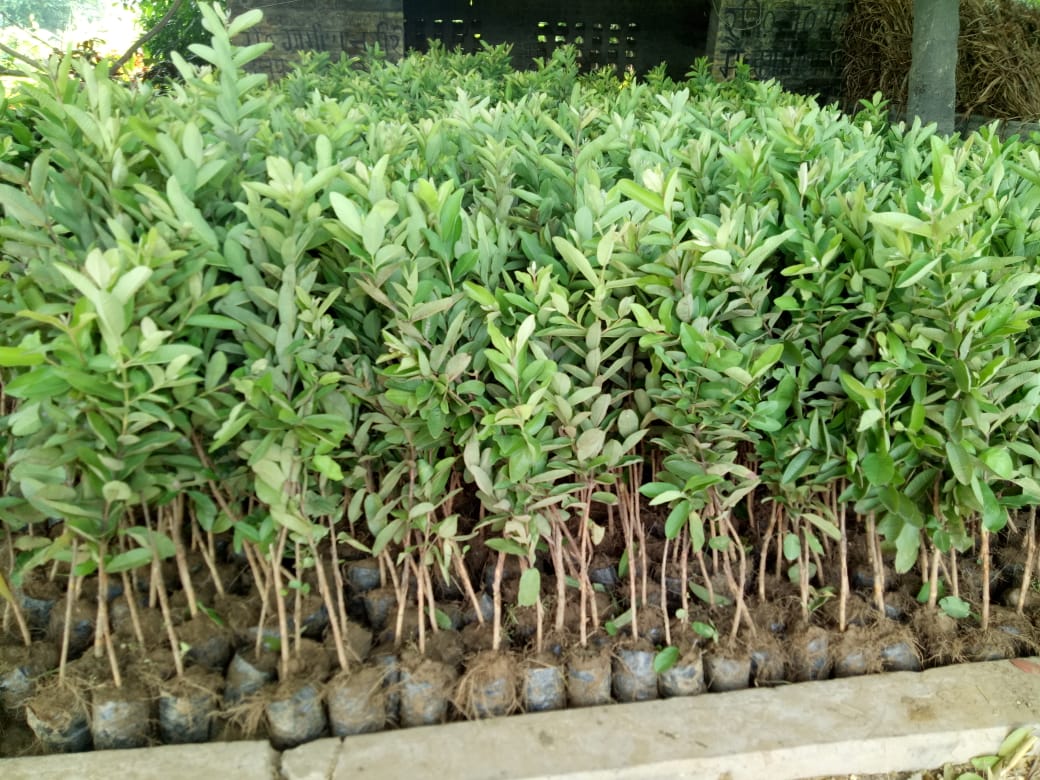 Allahabad White plants