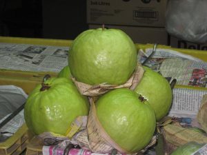 Allahabad White plants