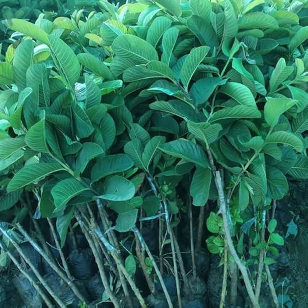 Japan Daimond Red plant