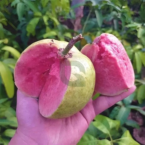 Japan Daimond Red plant