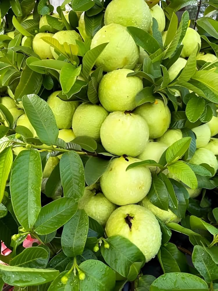 Thaiwan White plant
