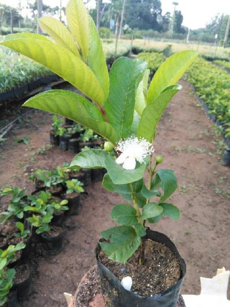 Thaiwan White plant
