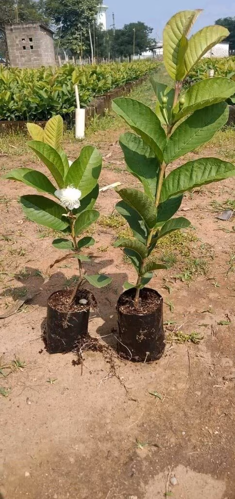 Taiwan Light Pink Guava Plant