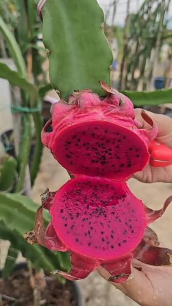 Red Dragon Fruit