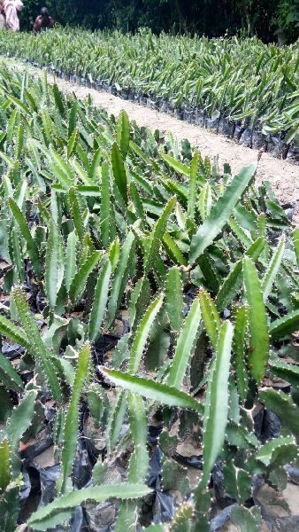 White Dragon plant