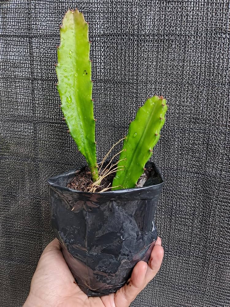 yellow dragon plant