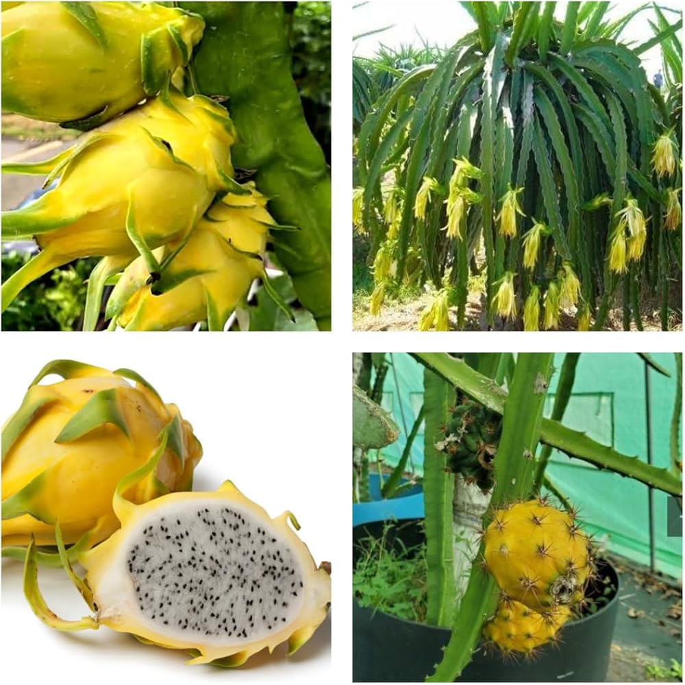 yellow dragon plant