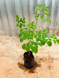Drumstick Bhagya Plants