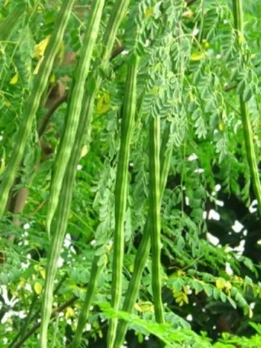 Drumstick Bhagya Plants