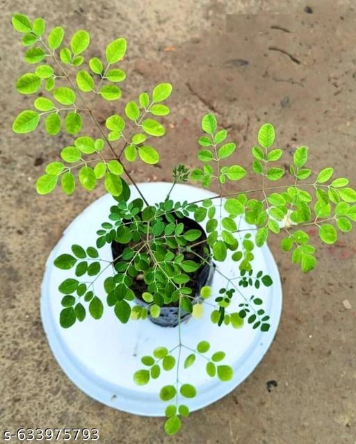 Drumstick PKM-1 Plant