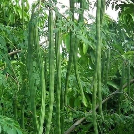 Drumstick PKM-1 Plant