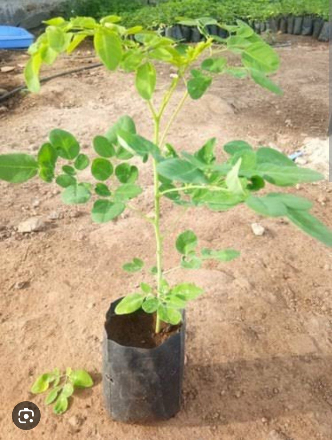 ODC-3 Drumstick plant