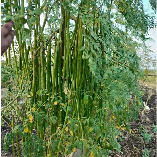 ODC-3 Drumstick plant