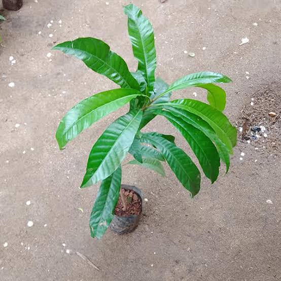 Egg plant