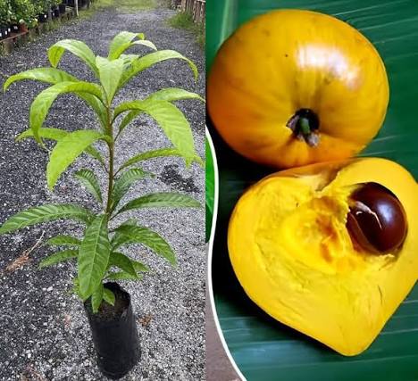 Egg plant