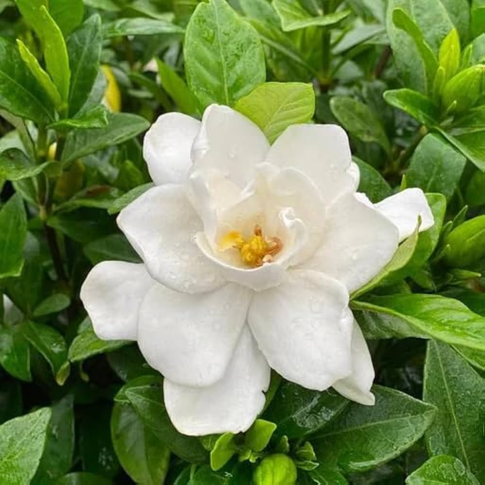 Garsenia Plants