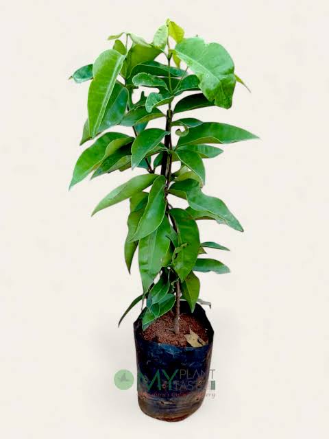 Blueberry Plants