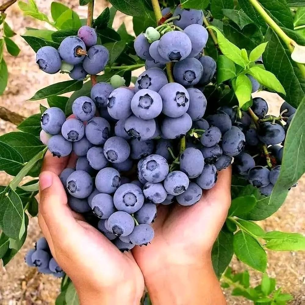 Blueberry Plants