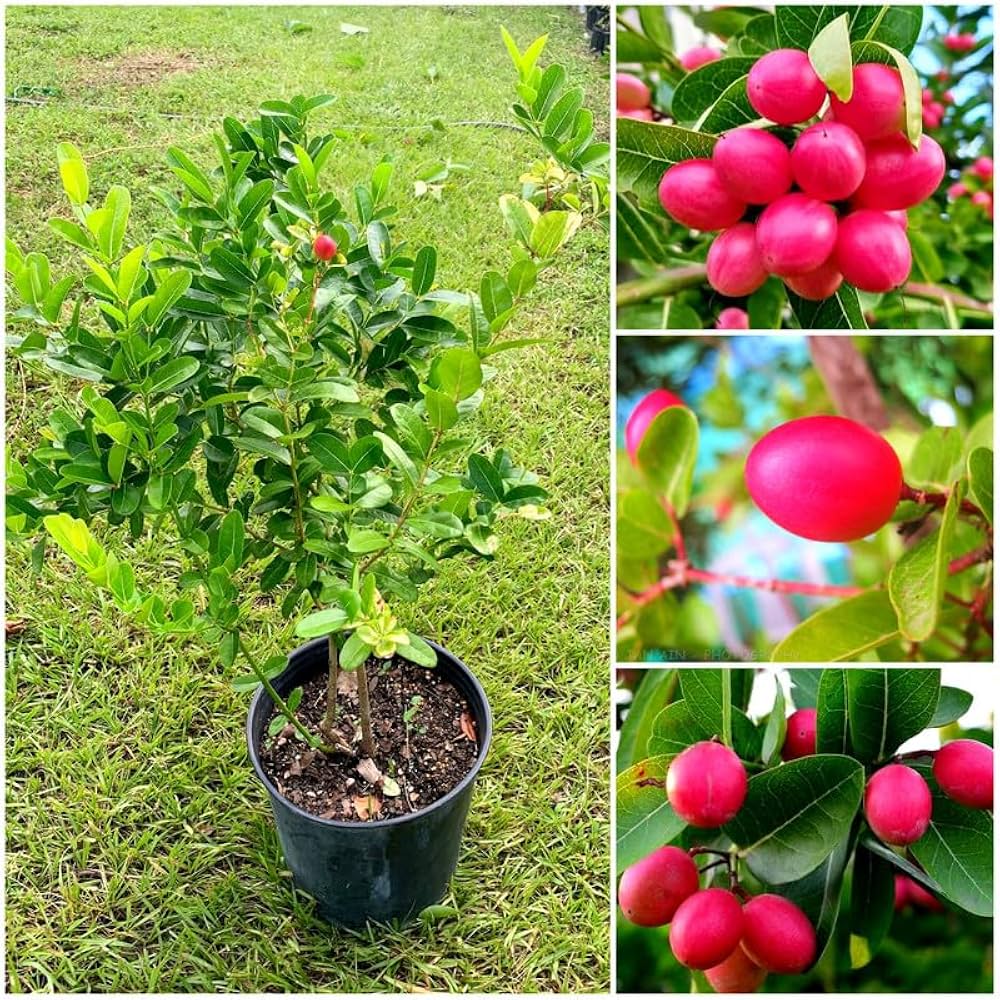 Karanda plant