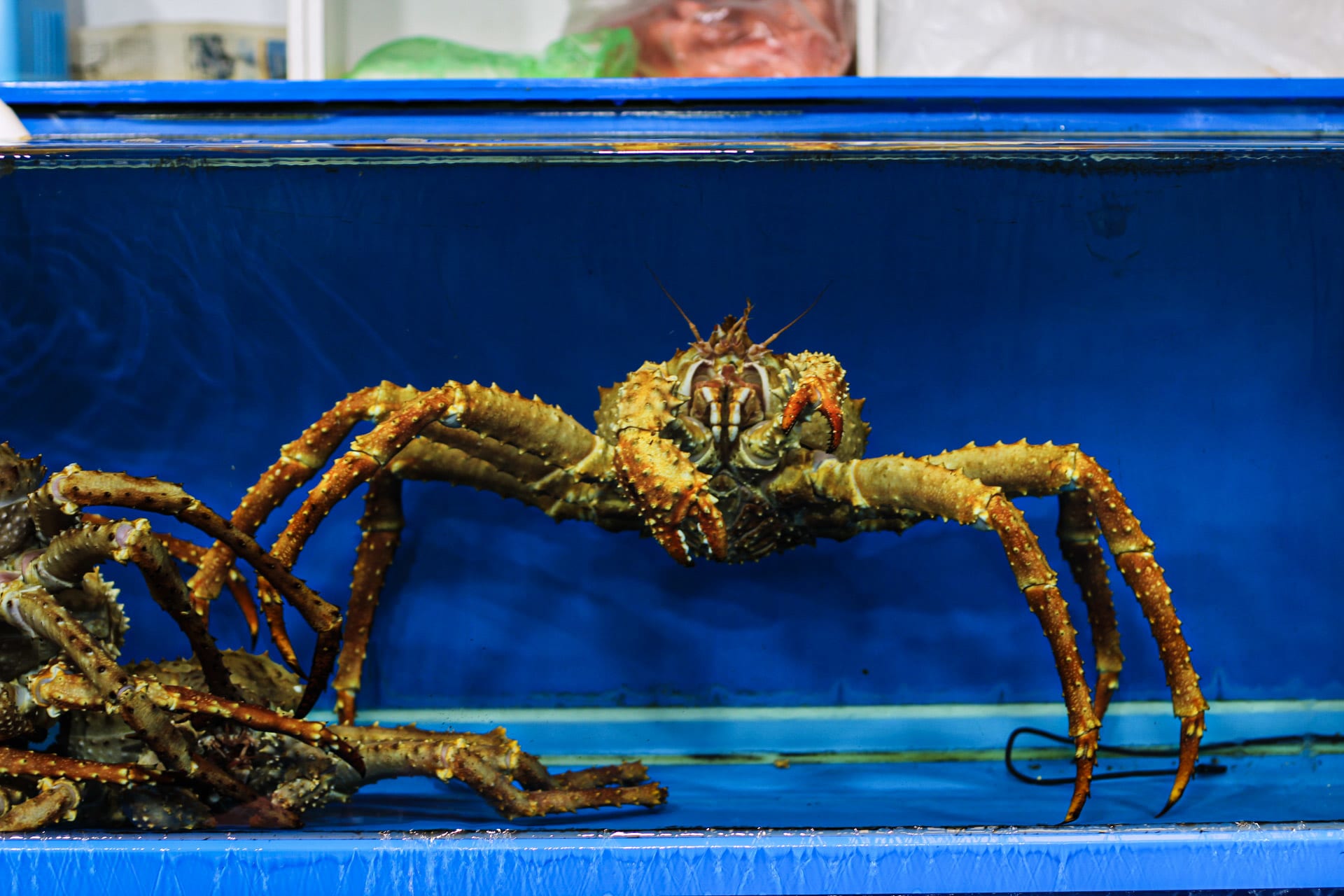 {"caption":[],"type":"external","external":{"url":"https://res.cloudinary.com/dttkrq9dl/image/upload/v1696257911/20230917115504_IMG_9796_xu2cqn.jpg"}}