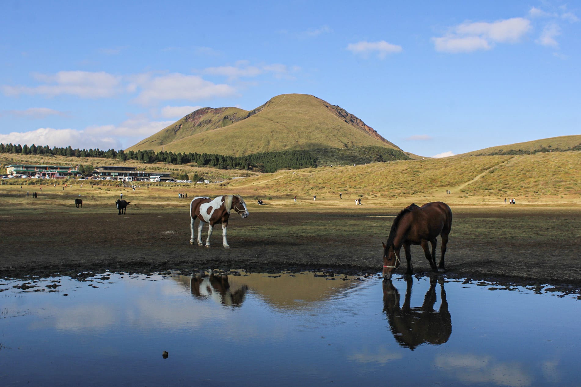 {"caption":[{"type":"text","text":{"content":"Les chevaux font une arrivée impressionnante, puis prennent la pose pour les photos de tous les visiteurs","link":null},"annotations":{"bold":false,"italic":false,"strikethrough":false,"underline":false,"code":false,"color":"default"},"plain_text":"Les chevaux font une arrivée impressionnante, puis prennent la pose pour les photos de tous les visiteurs","href":null}],"type":"external","external":{"url":"https://res.cloudinary.com/dttkrq9dl/image/upload/v1712390893/20231017152557_IMG_2035_luwogo.jpg"}}